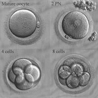 Embryo Cycle