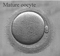 Mature Oocyte